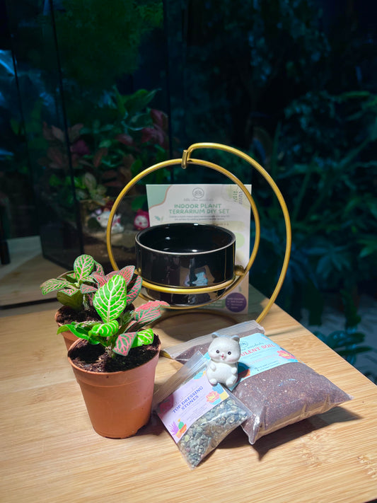 DIY Set - Indoor Plant (Fittonia) in Swinging Pot