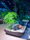 Asparagus Fern with Buddha Statue in Square Concrete Pot