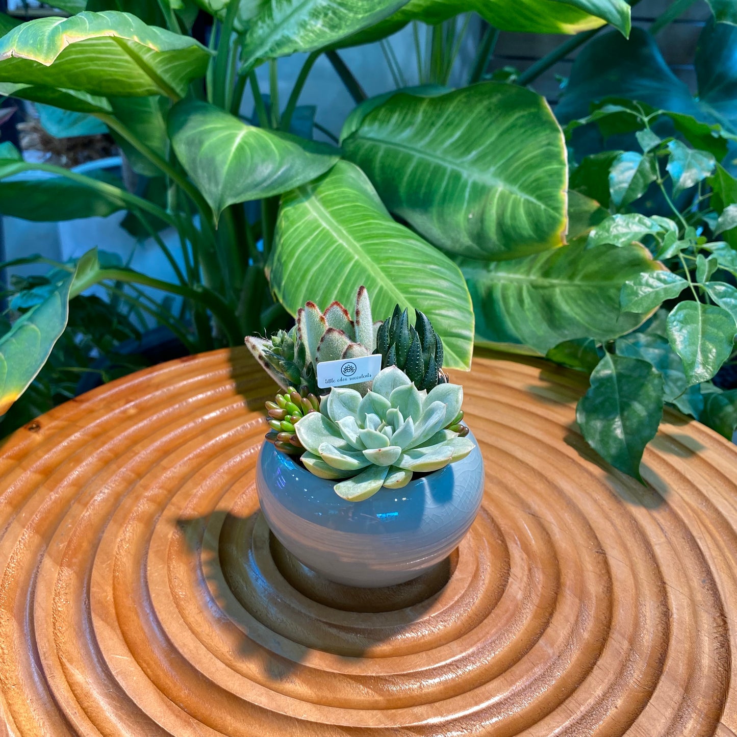 Succulent Arrangement in Blue Designer Pot