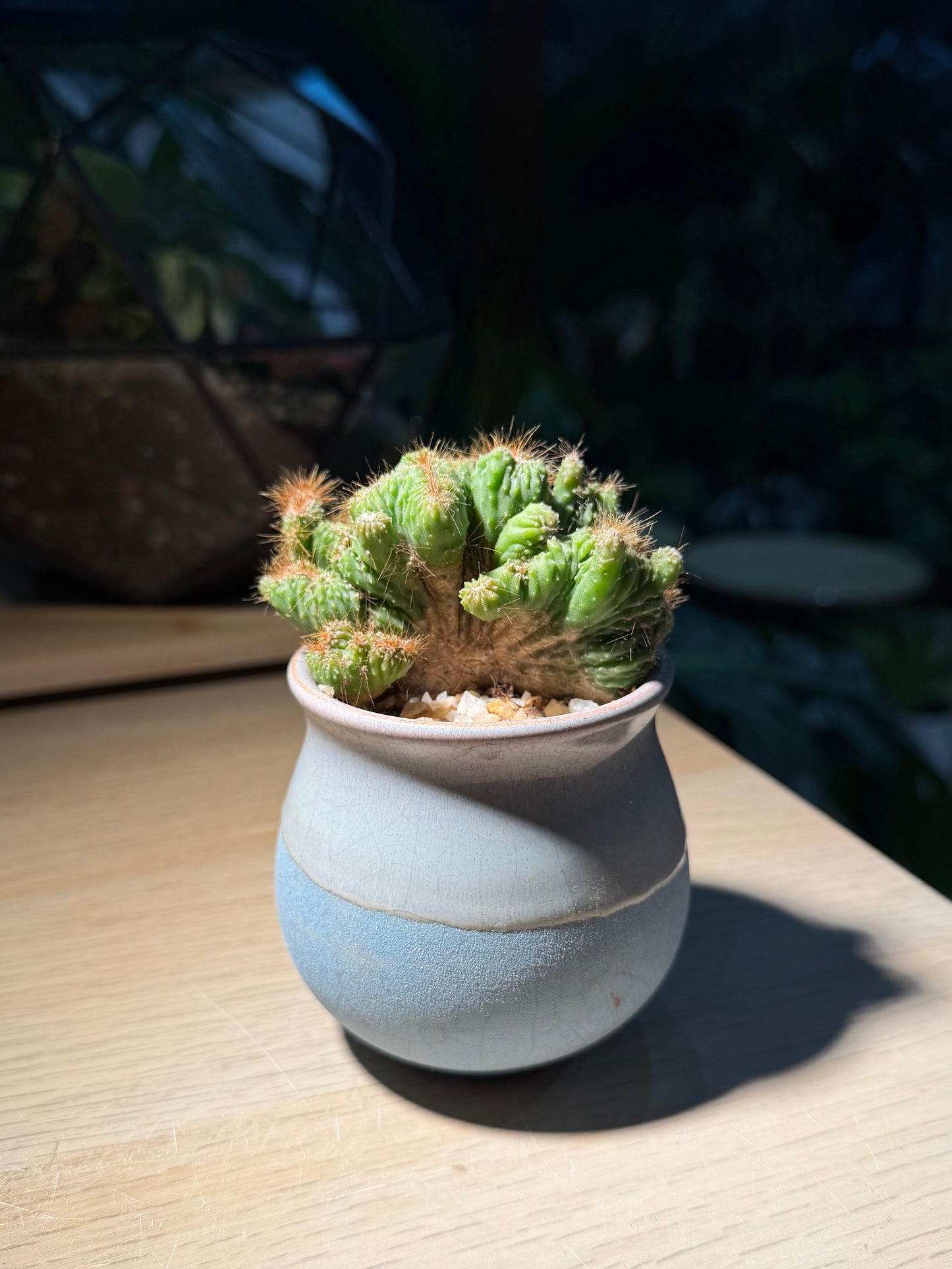 Monstrose Peruvian Apple Cactus in Sea Blue Ceramic Pot