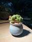 Monstrose Peruvian Apple Cactus in Sea Blue Ceramic Pot