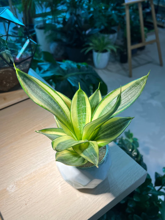 Snake Plant in Marble Ceramic Pot