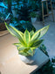 Snake Plant in Marble Ceramic Pot
