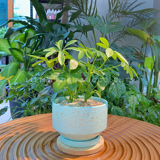 Schefflera in Blue Terrazzo Designer Pot