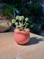 Echeveria Prolifica (子持白莲) Succulent in Red Glazed Ceramic Pot