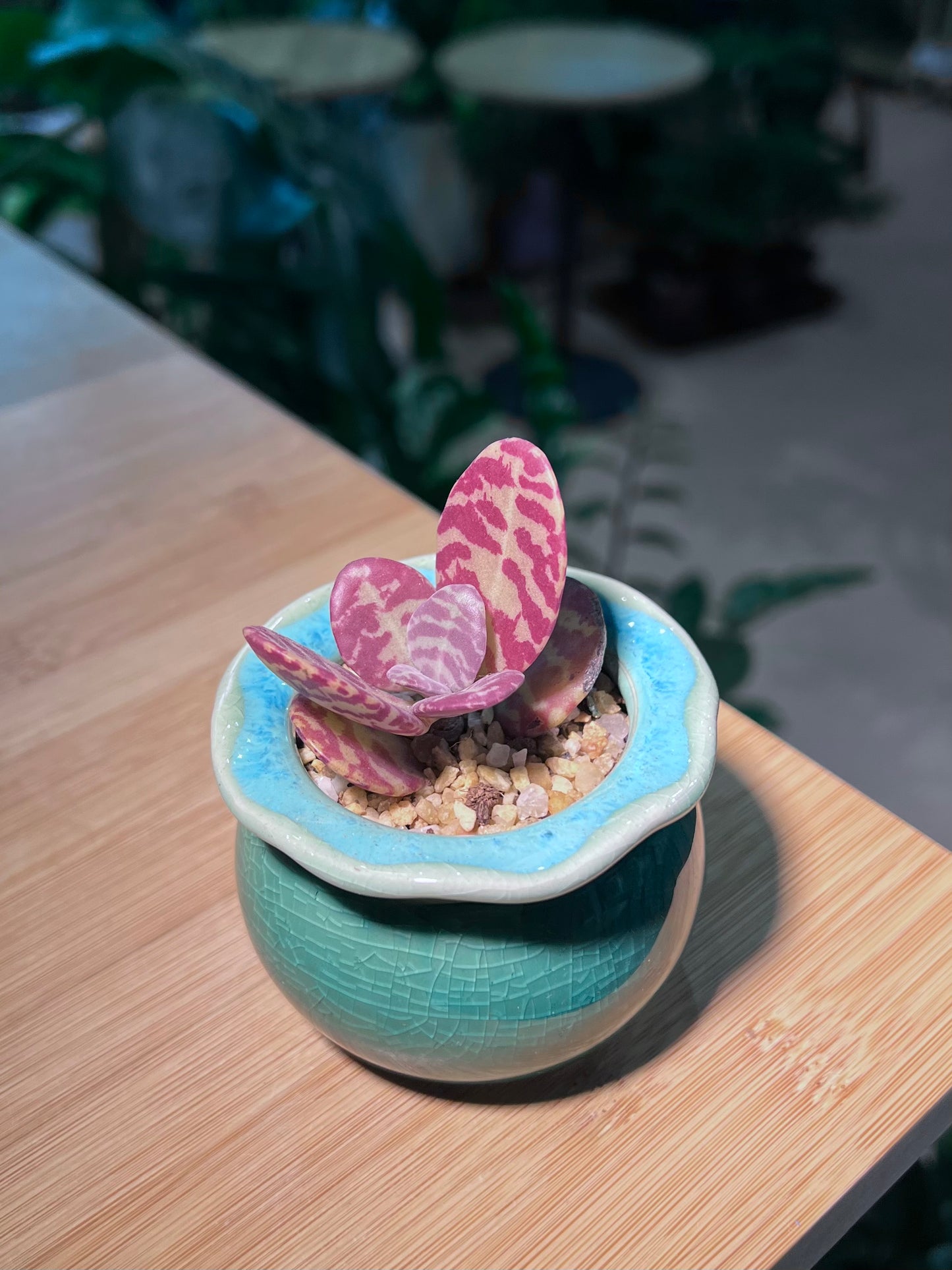Kalanchoe Humilis in Mint Green Petal Edge Ceramic Pot
