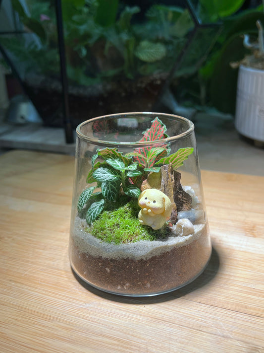 Fittonia with Moss Arrangement in Fuji Glass