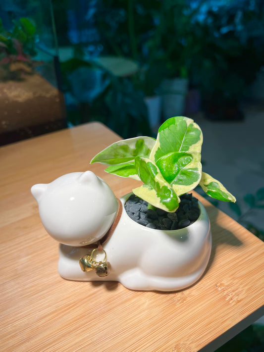 Pothos Njoy (绿萝) in White Cat Ceramic Pot