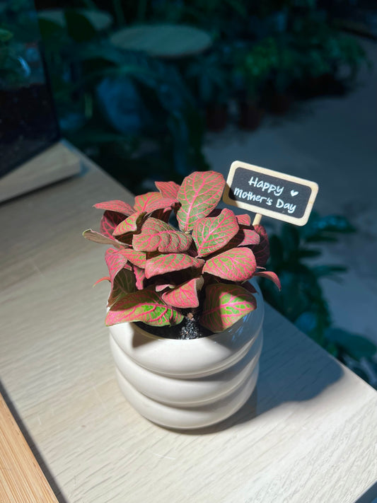 Mother’s Day Gift - Fittonia in Trilayer Ceramic Pot
