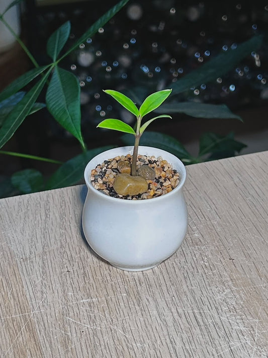 Baby ZZ Plant (ιι±ζ ) Zamioculcas Zamiifolia in White Glazed Ceramic Pot