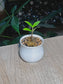 Baby ZZ Plant (金钱树) Zamioculcas Zamiifolia in White Glazed Ceramic Pot