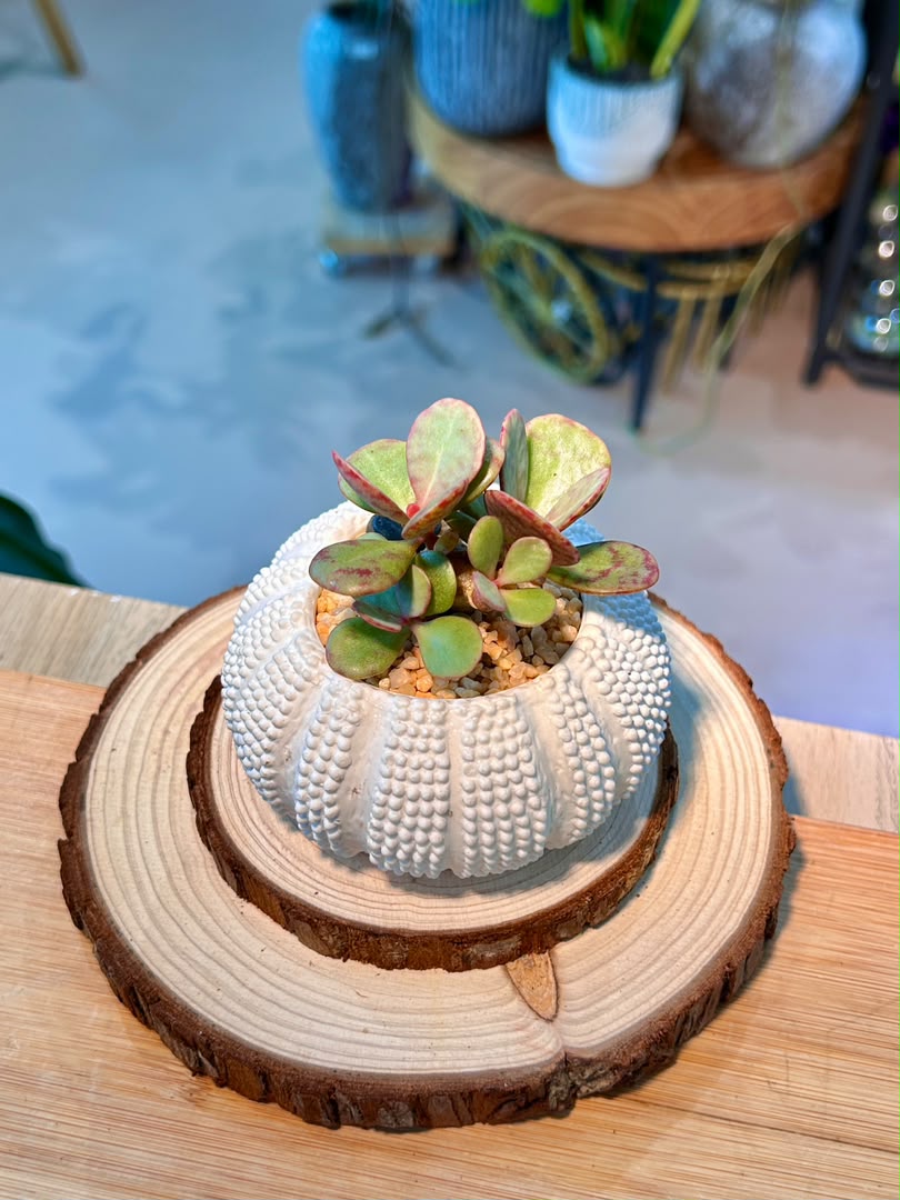 Crassula Ovata Variegata (Succulent) in Sea Urchin Ceramic Pot