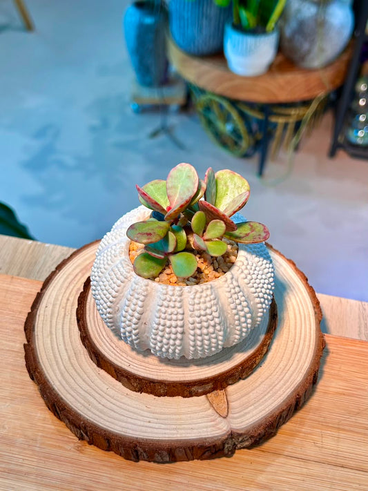 Crassula Ovata Variegata (Succulent) in Sea Urchin Ceramic Pot