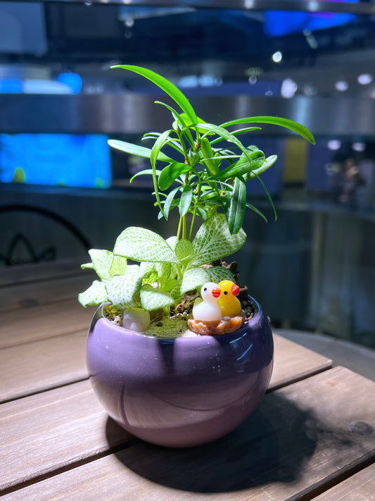 Fittonia & Podocarpus Macrophyllus Arrangement in Bright Purple Round Ceramic Pot