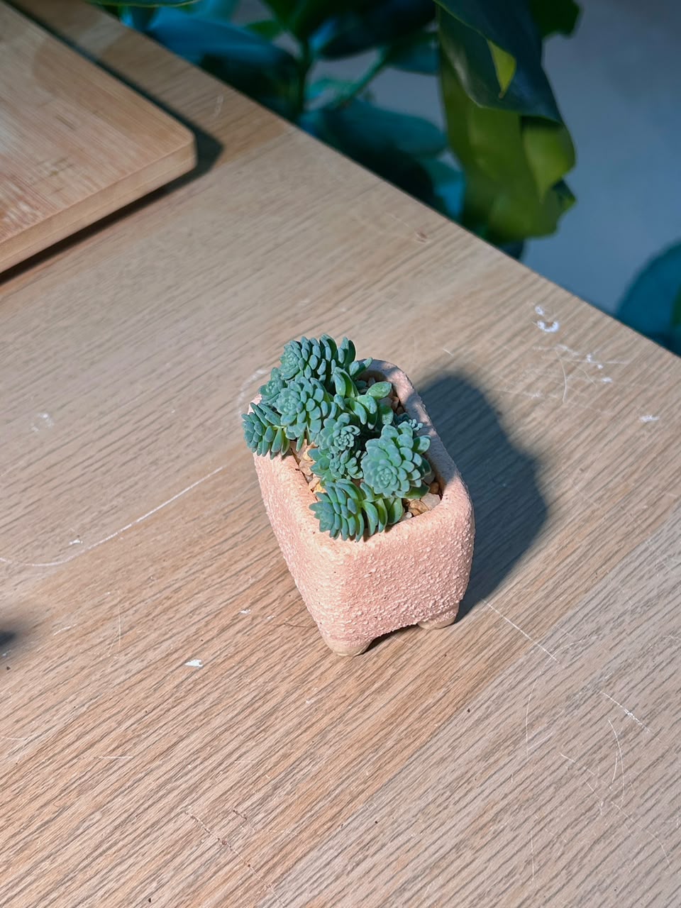 Blue Stonecrop (姬星美人) Sedum Dasyphyllum in Texture Pink Ceramic Pot