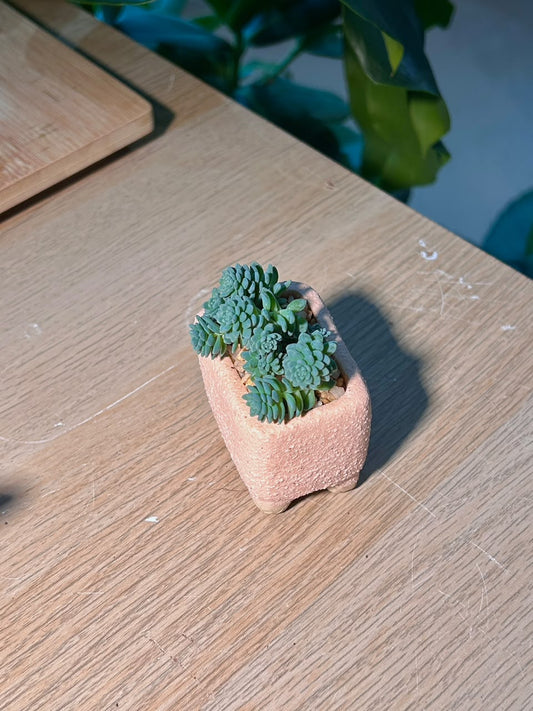 Blue Stonecrop (姬ζηΎδΊΊ) Sedum Dasyphyllum in Texture Pink Ceramic Pot