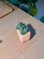 Blue Stonecrop (姬星美人) Sedum Dasyphyllum in Texture Pink Ceramic Pot