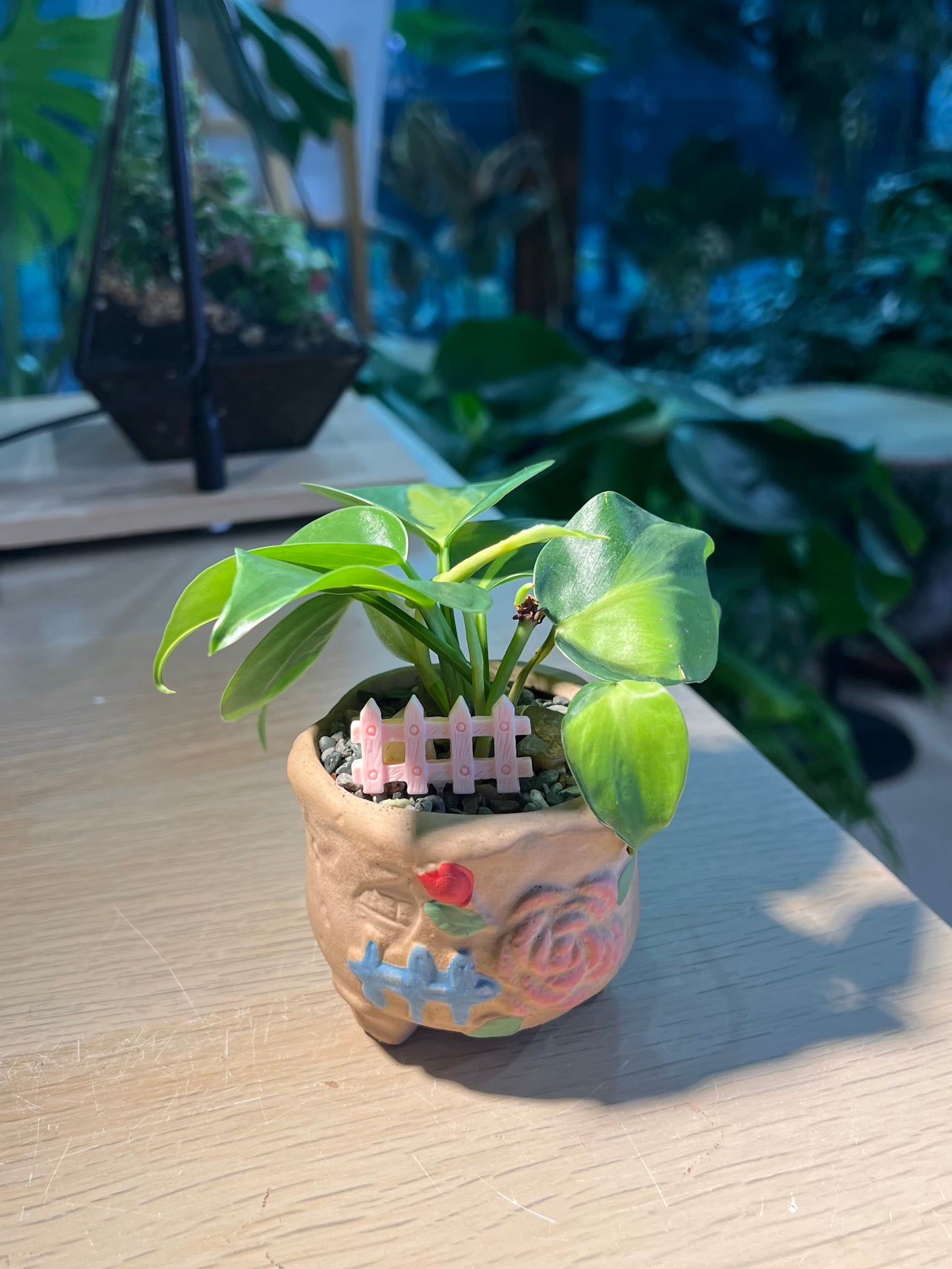 Philodendron Hederaceum 'Brasil' in Matt  Textured Claypot