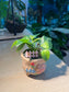 Philodendron Hederaceum 'Brasil' in Matt  Textured Claypot