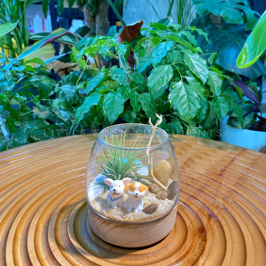 Airplant in Muji Glass with Wooden Base