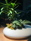 Fittonia with Podocarpus Arrangement in White Faux Stone Concrete Pot