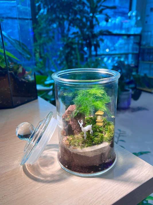 Asparagus Fern with Moss Arrangement in Terrarium Jar (L)