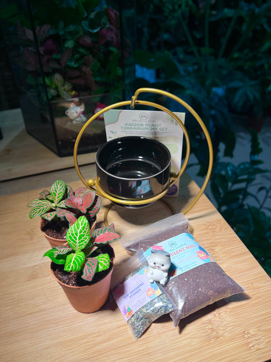 DIY Set - Indoor Plant (Fittonia) in Swinging Pot