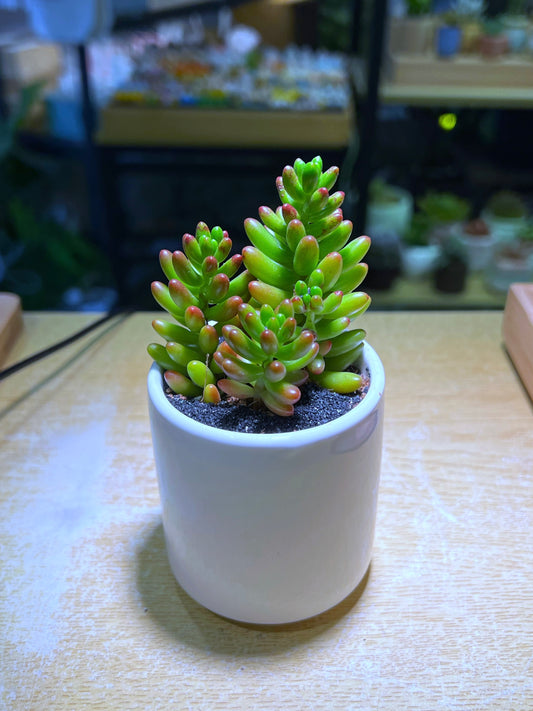 Jelly Bean Plant in White Cylindrical Pot