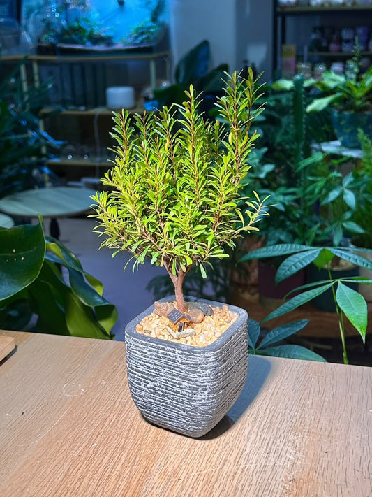 Small-Leaf Syzygium (小叶赤楠) Syzygium Buxifolium in Grey Textured Ceramic Pot
