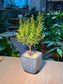 Small-Leaf Syzygium (小叶赤楠) Syzygium Buxifolium in Grey Textured Ceramic Pot