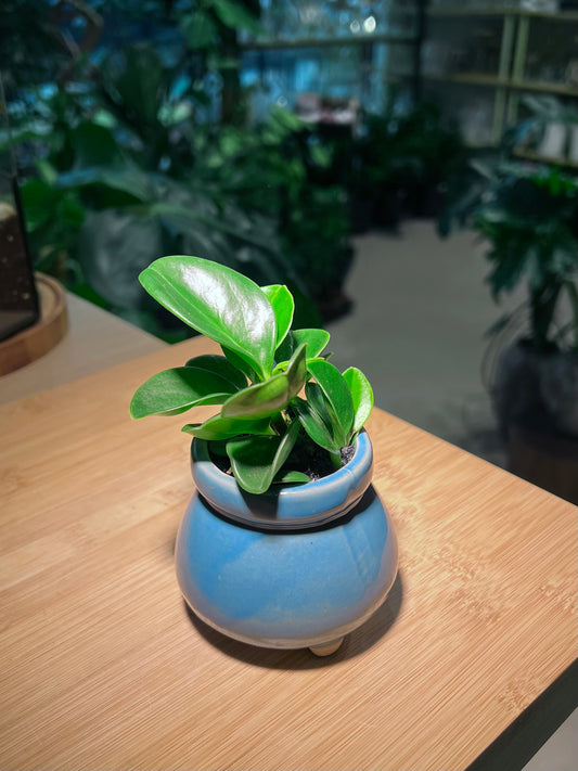 Peperomia Obtusifolia in Sea Blue Ceramic Pot