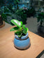 Peperomia Obtusifolia in Sea Blue Ceramic Pot