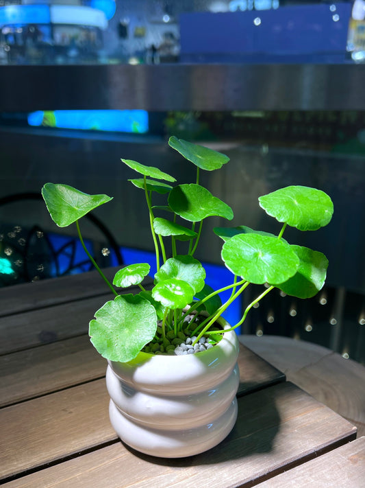 Hydrocotyle Vulgaris in Layer Pettern Ceramic Pot