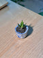 Crocodile Haworthia (琉璃殿) Haworthia Limifolia in Flambé Glazed Ceramic Pot