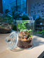 Indoor Plant Terrarium in Glass Jar (L)