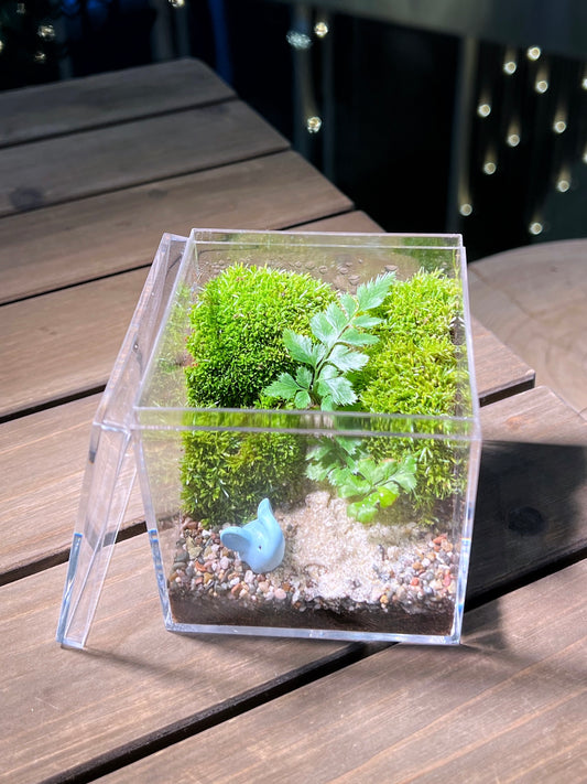 Fern with Moss Arrangement in Arcylic Box Terrarium