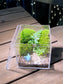 Fern with Moss Arrangement in Arcylic Box Terrarium