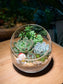 Christmas Theme - Succulent Arrangement in Slanted Glass