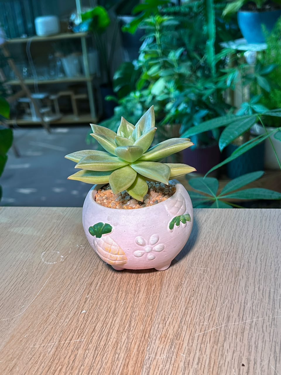 Golden Glow (石莲花黄丽) Succulent in Matte Cute Ceramic Pot
