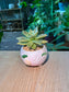 Golden Glow (石莲花黄丽) Succulent in Matte Cute Ceramic Pot