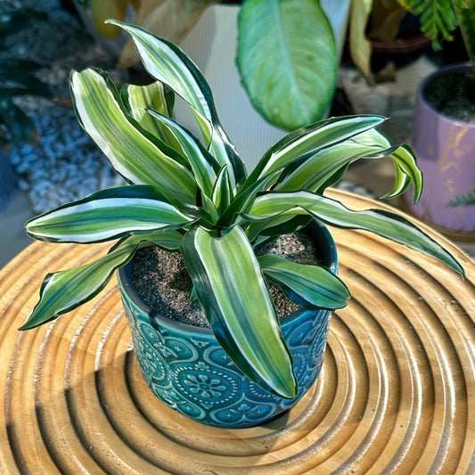 Dracaena in Designer Green Pot