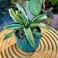 Dracaena in Designer Green Pot