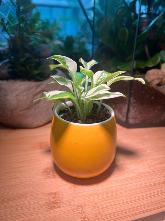 Golden Pothos in Yellow Ceramic Pot