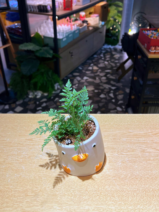 Davallia in Short-Necked Duck Flower Pot