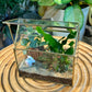 Indoor Plant Terrarium