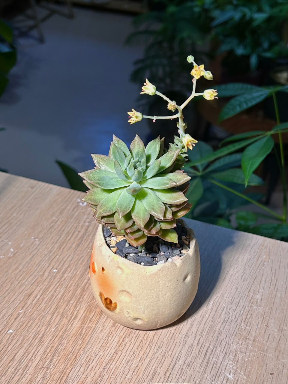 Graptopetalum Macdougallii (菊丸多肉) Succulent in Cute Chick Ceramic Pot