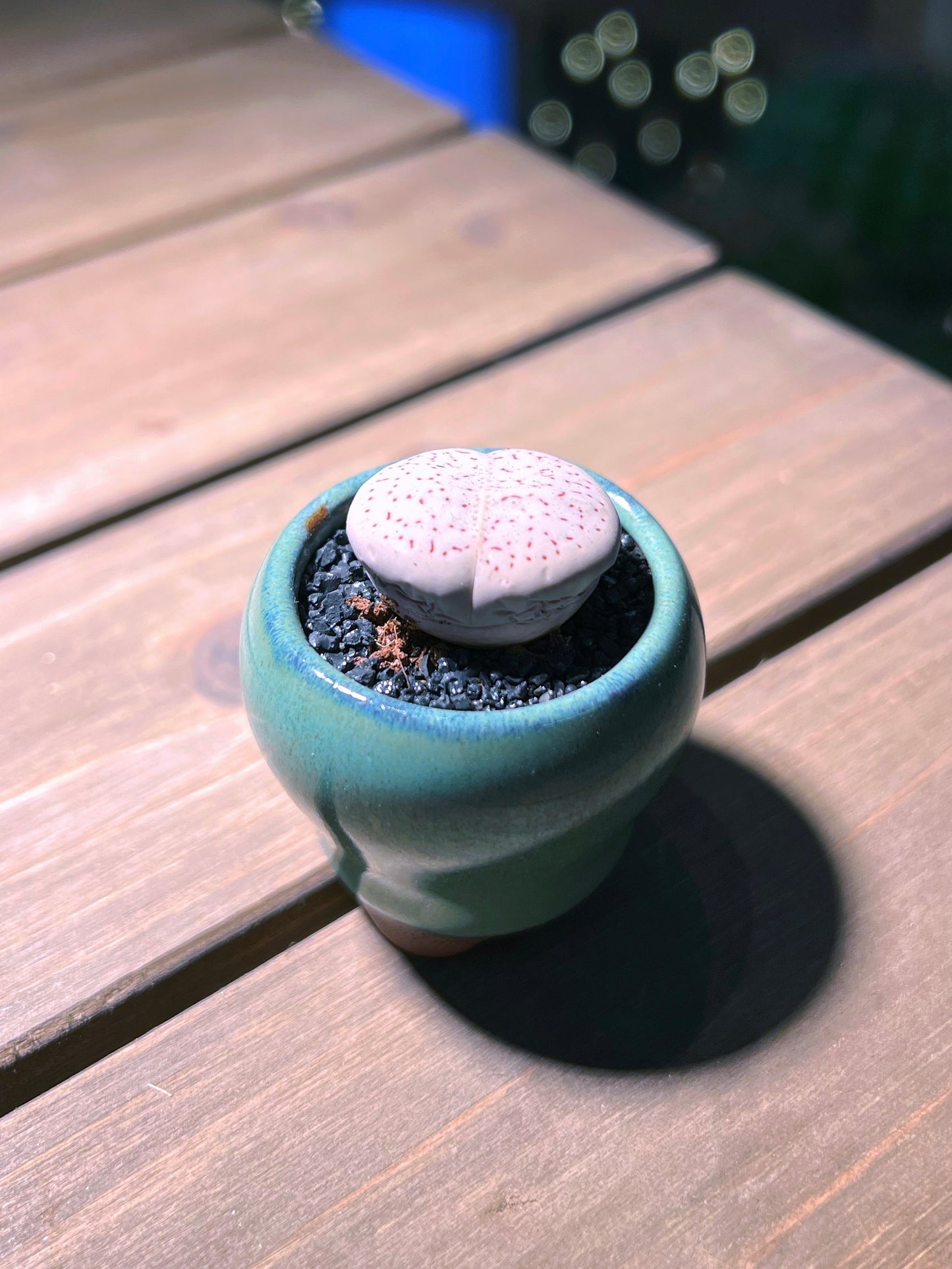 Lithops in Envy Green Ceramic Pot