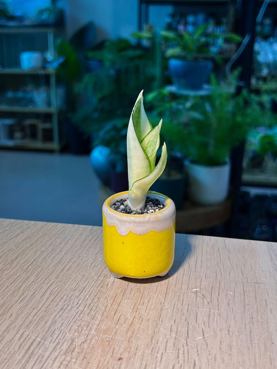 Snake Plant (虎尾兰) Sansevieria in Yellow Glazed Ceramic Pot