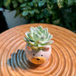 Echeveria Collection in Bear Ceramic Pot