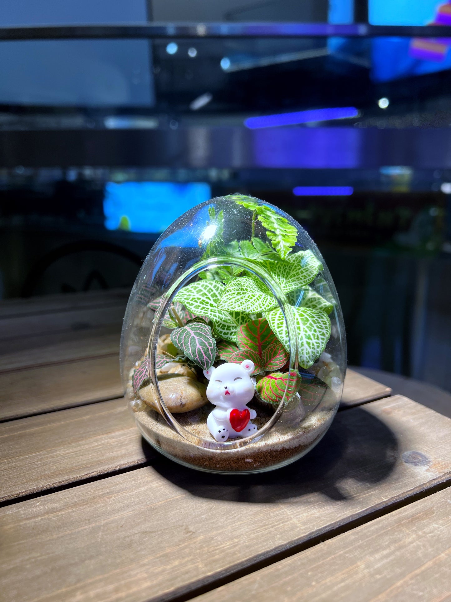 Fittonia & Fern Arrangement in Eggette
Glass Terrarium